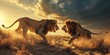 large fight lions in the desert with golden sunset