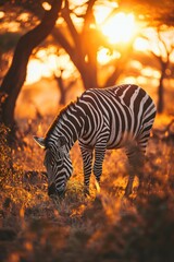zebra at sunset drinking from a hole in the ground, in the style of impressive panoramas, sparkling 