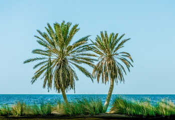 Wall Mural - green palm trees on the Red Sea on the background of a clear sky in Egypt Dahab