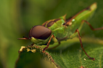 Green soldier fly perched on a leaf Hedriodiscus Pulcher