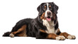 Bernese Mountain dog isolated on a transparent background