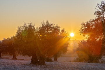 Wall Mural - Colourful sunset over a olive tree field in Jaén, this province is known as the world capital of olive oil production, making it an ideal destination for olive oil tourism