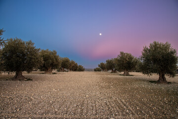 Wall Mural - Colourful sunset over a olive tree field in Jaén, this province is known as the world capital of olive oil production, making it an ideal destination for olive oil tourism