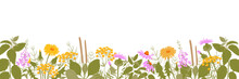 Medicinal Herbs And Wild Flowers Border. Beautiful Horizontal Floral Backdrop Decorated With Yellow And Pink Wild Meadow Blooming Flowers Growing At Bottom Edge On White Background. 