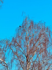 tree and sky