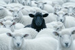 Das schwarze Schaf in der Herde weißer Schafe