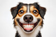 Portrait of a funny dog with a big smile and big teeth on a white background. ai generative