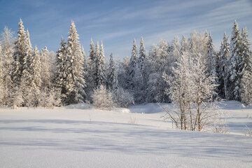 winter forest in the snow