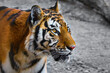 Close-up of a Siberian tiger