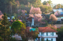 Beautiful Wild Himalayan Cherry. Pink Blossom  Full Bloom In Ban Rong Kla Village At Phu Hin Rong Kla National Park, Phitsanulok, Thailand.
