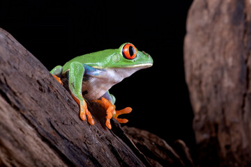 Wall Mural - A red-eyed tree frog climbs a tree