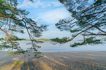 Poster - Pine trees on the sandy shore of the lake.