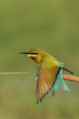 Blue Tailed Bee-eater Stretching