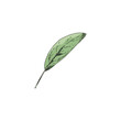 Sage leaf, vector hand drawn summer herbal tea foliage, botanical floral element, agricultural or wild medical plant