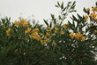 Flores amarillas en árbol
