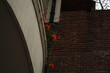 Rosas en balcon