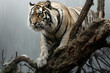 Tiger climbing a tree