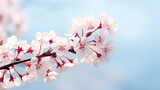 Fototapeta Mapy - Branches of blossoming cherry macro with soft focus on gentle light blue sky background in sunlight with copy space, Ai generated image