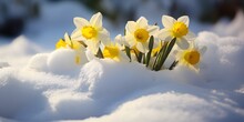 Yellow Daffodils Break Through The Snow Cover And Spring Awakens The Concept Of Nature