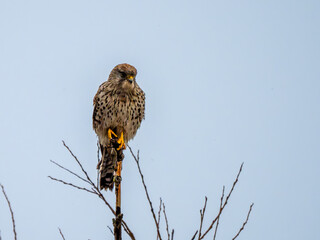 Canvas Print - Turmfalke