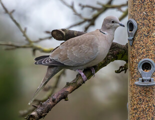 Canvas Print - Collared dove at a bird feeder.