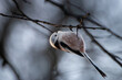 Long-tailed tit on branch.