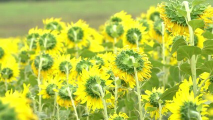 Wall Mural - Sunflower in field garden on hill of countryside