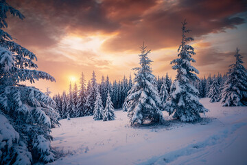 Poster - Awesome winter landscape with spruces covered in snow.