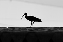 Black And White Ibis Silhouette On The Roof Of The House.