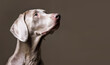 Pet Dog, Disciplined Devotion.  Weimaraner's Close-Up Reveals Obedient Alertness, Ready for Instruction.