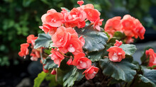 Begonia, A Beautiful Indoor Plant With Unique Flowers. A Captivating Stock Photo Capturing The Botanical Elegance And Decor Potential Of This Stunning Plant