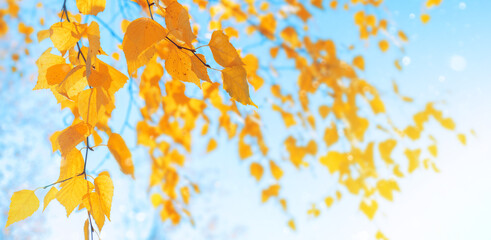 Aufkleber - Autumn background with birch tree branches with yellow leaves. Branches of  birch with yellow leaves in autumn park. Hanging yellow birch leaves in the sun.