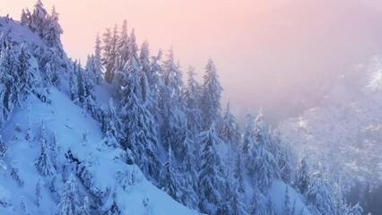 Aerial winter landscape with pine trees in pink cloud at sunrise. Snow covered fir forest in cold mountains. Beautiful winter nature with snow covered frosty forest trees. Alpine landscape at morning