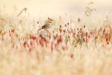 A Calandra Lark Perched In A Field Of Golden Grasses Dotted With Red Clover
