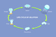 3D Isometric Flat Vector Illustration of Life Cycle Of Jellyfish, Developmental Stages
