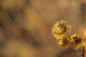 Canvas Print - thorn flowers