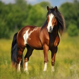 Fototapeta Konie - A Pinto Horse Standing in a Green Field