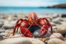 View Of A Lobster On The Beach