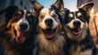 selfie of a group of lovely dogs outside on blurred background - australian shepherd and border collie