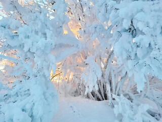 Wall Mural - snow covered trees