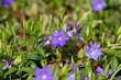 © Iva - Vinca minor lesser periwinkle ornamental flowers in bloom, common periwinkle flowering plant, creeping flowers