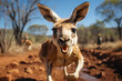 Brown australia animals kangaroo young wild grass wildlife australian marsupial mammal nature cute