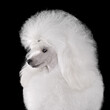 Portrait of beautiful white poodle