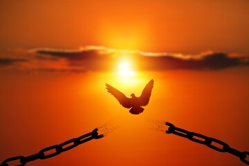 Steel wire broken  with bird at sunset background