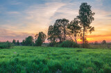Fototapeta Dmuchawce - Sunset in summer field