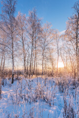 Wall Mural - birch trees in sunset lights