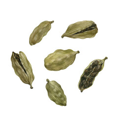 Watercolor illustration of cardamom on tranparent background. Realistic botanical illustration of spices.