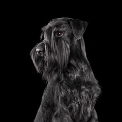 Wall Mural - Portrait of black schnauzer dog