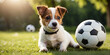cute Jack Russell puppy and soccer ball. dog plays football	