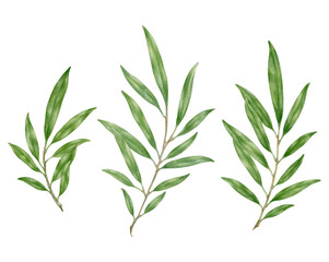 green branches isolated on transparent background. watercolor botanical painting. decoration element